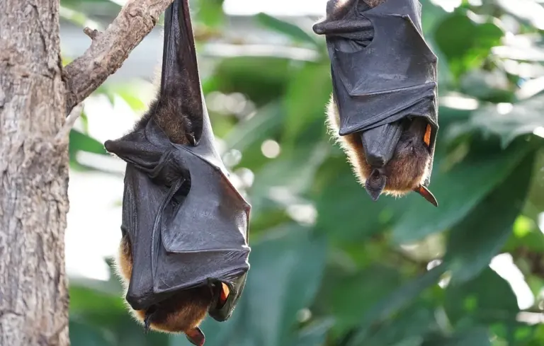 Rhône : Une famille signale plus de 400 chauves-souris dans son habitation.