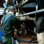 Canicule et sécheresse en Bretagne : pénurie de légumes, lait et viande en perspective.