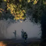 Nantes : Découverte de plus de 150 plants de cannabis lors de l&rsquo;évacuation d&rsquo;un bidonville incendié