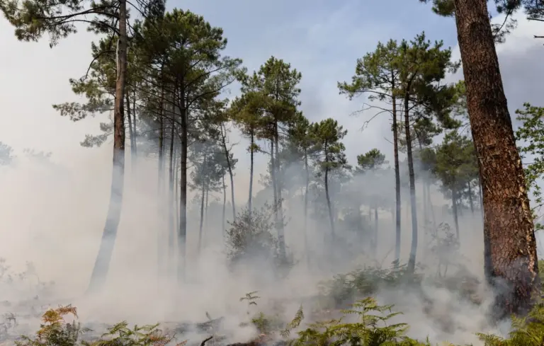 Incendies en Gironde : nouvelles interpellations liées à des comportements à risque