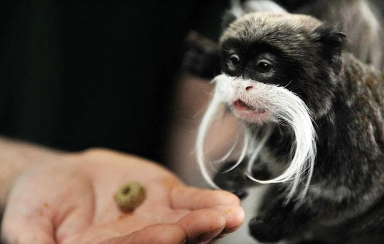 Deux bébés singes volés au zoo de La Palmyre, la police lance une enquête.