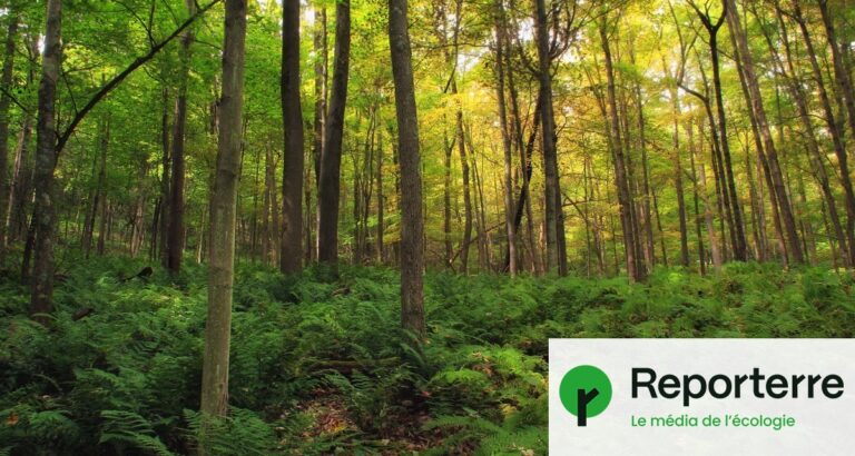 Arbres replantés en France : objectif de un milliard encore loin d’être atteint