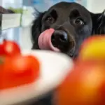 Conseils vétérinaires pour nourrir chiens et chats en période de fortes chaleurs.