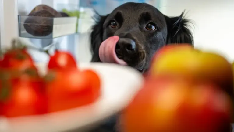 Conseils vétérinaires pour nourrir chiens et chats en période de fortes chaleurs.