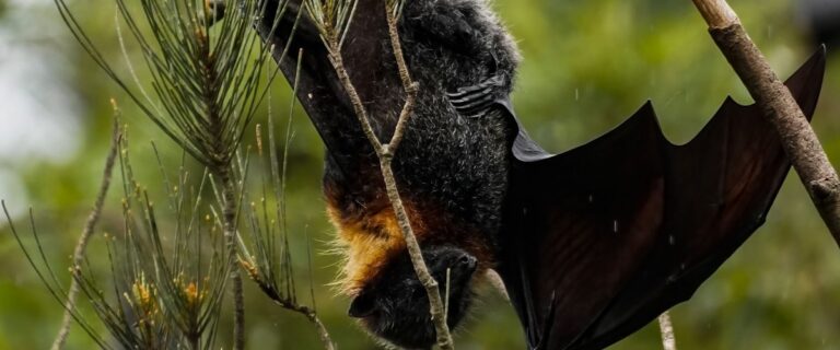 Un enfant de 11 ans contracte la rage après une rencontre avec une chauve-souris.
