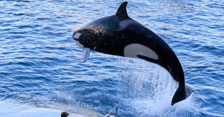 Les Pyrénées-Orientales envisagent un plan B pour l’accueil des orques de Marineland.
