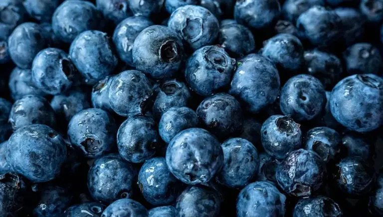 Brimbelles des Vosges : choix, congélation et cuisson selon les recommandations agricoles.