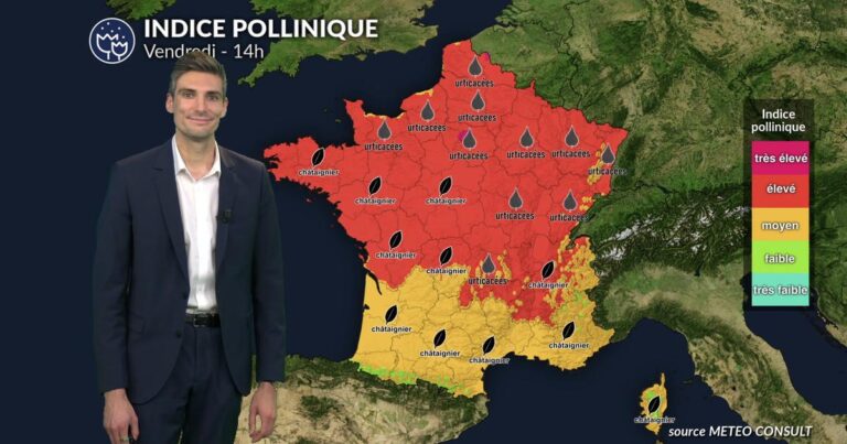 Pollens : les graminées, urticacées et châtaignier dominent l’atmosphère en France.