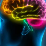 La plasticité cérébrale chez les adultes : études de neurosciences en France révèlent des avancées.