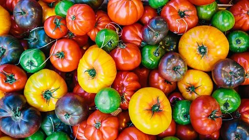 Les tomates de toutes les couleurs cultivées par des agriculteurs locaux en France.