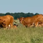 Solstice d&rsquo;été en Ardèche : événements culturels et activités proposées par la région