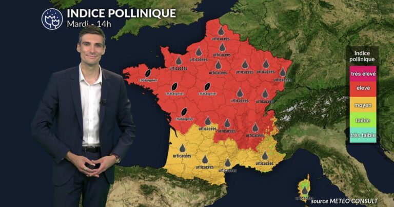 Pollens et allergies : canicule et vent augmentent le risque allergique en France.