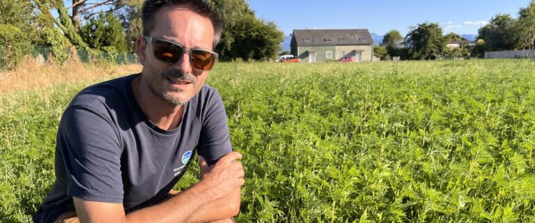 Une commune des Pyrénées met en place des mesures contre l’ambroisie, plante invasive allergène.