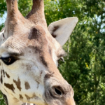 Chuma, la girafe de 2 ans, représente une espèce menacée au zoo African Safari près de Toulouse