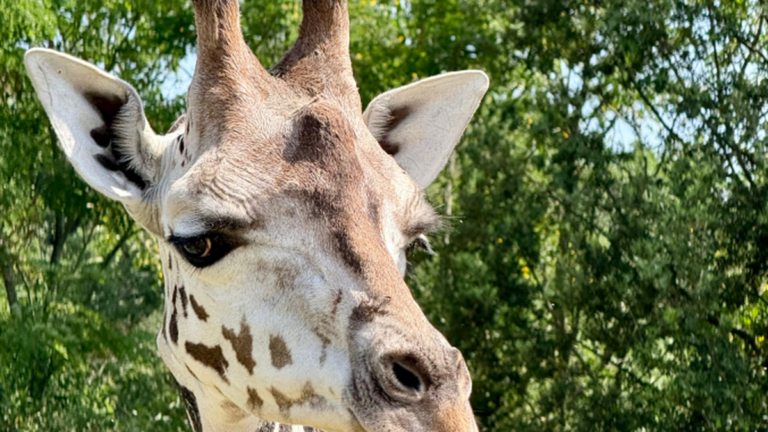 Chuma, la girafe de 2 ans, représente une espèce menacée au zoo African Safari près de Toulouse