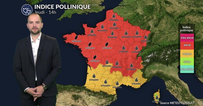 Risque élevé de pollens ce jeudi : la sécheresse affecte les graminées.