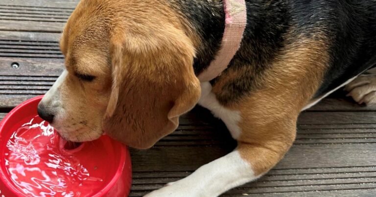 Canicule : Une Provençale témoigne des brûlures cutanées de son chien sur le bitume.