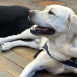 Le chien d&rsquo;assistance Lol cède sa place à Venom pour accompagner les victimes au tribunal de Cahors.