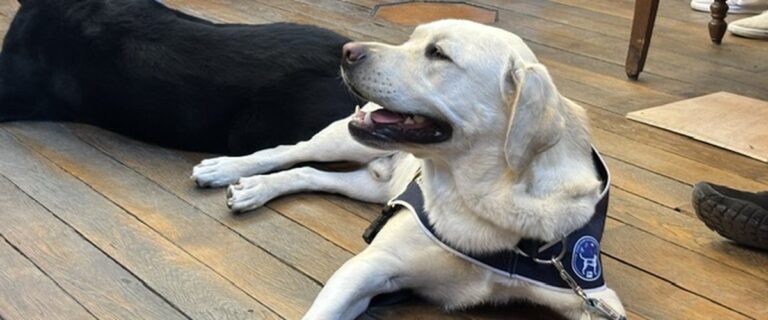Le chien d’assistance Lol cède sa place à Venom pour accompagner les victimes au tribunal de Cahors.