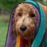 Canicule : recommandations pour protéger les chiens et les chats en période de chaleur