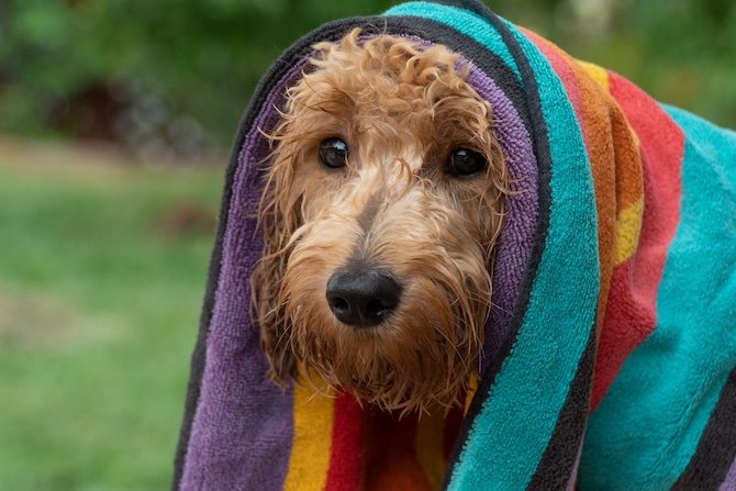 Canicule : recommandations pour protéger les chiens et les chats en période de chaleur