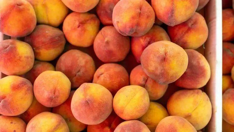 Pêche : conseils pour choisir, conserver et cuisiner ce fruit de mer en toute sécurité
