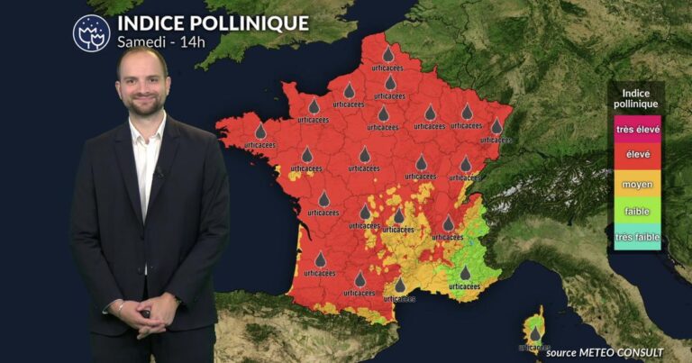 Pollens et allergies : un risque accru en France avec la canicule malgré une végétation stressée.