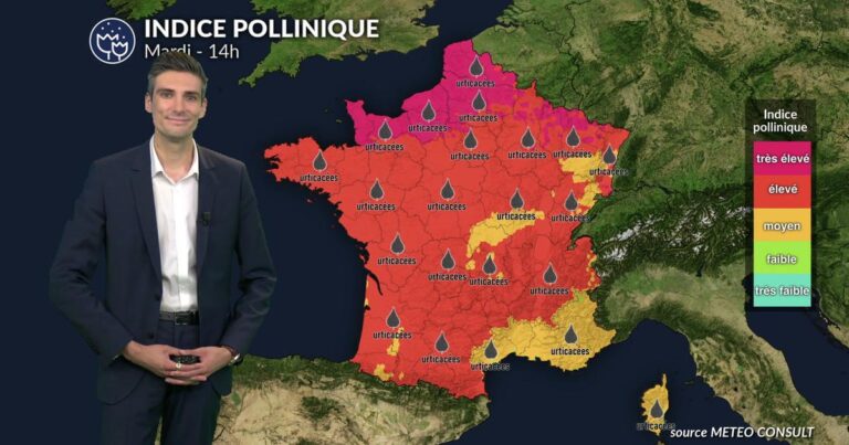 Pollens et allergies : risque très élevé signalé par Météo-France sur une large zone.