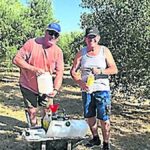 Invasion de mouches : une méthode écologique sauve les olives en Espagne.