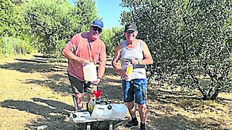 Invasion de mouches : une méthode écologique sauve les olives en Espagne.