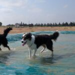 Ouverture d’un parc aquatique pour chiens en Vaucluse, attirant de nombreux visiteurs.