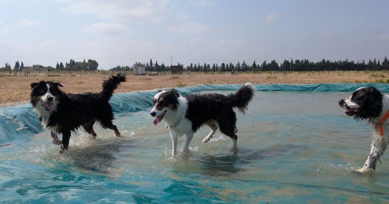 Ouverture d’un parc aquatique pour chiens en Vaucluse, attirant de nombreux visiteurs.