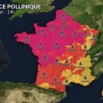 Pollens et allergies : amélioration au nord, vigilance maintenue en Méditerranée