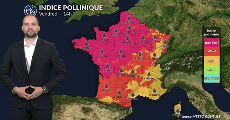 Pollens et allergies : amélioration au nord, vigilance maintenue en Méditerranée