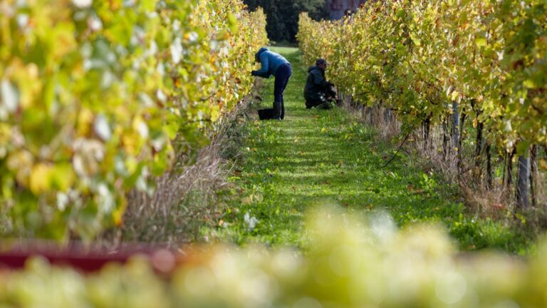 Canicule : les vendanges en Hérault avancent avec des récoltes dès début août
