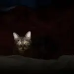 Les animaux révèlent leurs émotions en l&rsquo;absence des humains, selon un podcast.