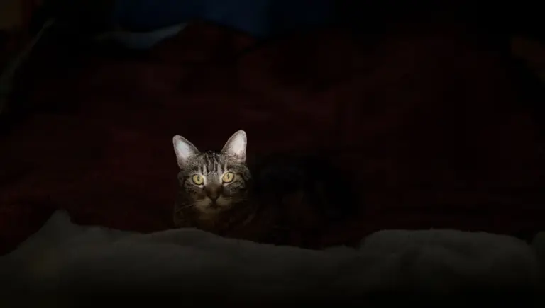 Les animaux révèlent leurs émotions en l’absence des humains, selon un podcast.