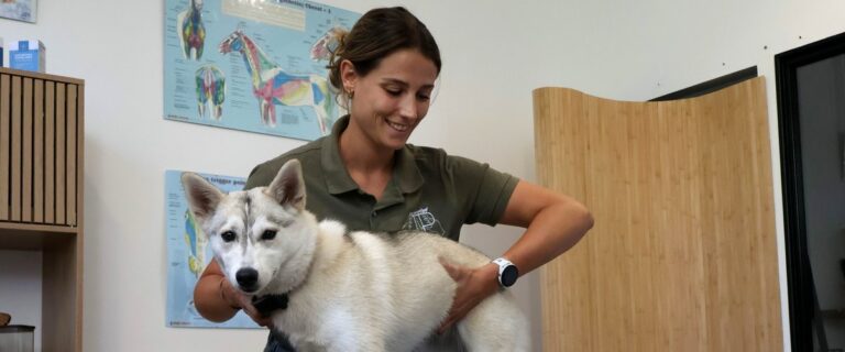 Juliette, ostéopathe animalière à Balma, se consacre au bien-être des animaux.