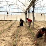 Gaza : Les agriculteurs relancent leurs cultures face aux défis persistants.
