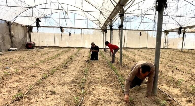 Gaza : Les agriculteurs relancent leurs cultures face aux défis persistants.