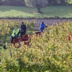 La vigne d&rsquo;Occitanie affectée par la canicule, vendanges anticipées en août.