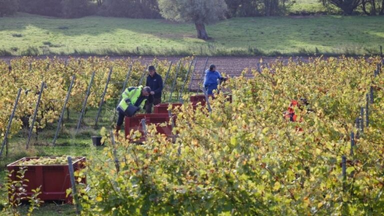 La vigne d’Occitanie affectée par la canicule, vendanges anticipées en août.