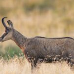 Le chamois, espèce emblématique des Alpes, fait face à une diminution de son habitat naturel.