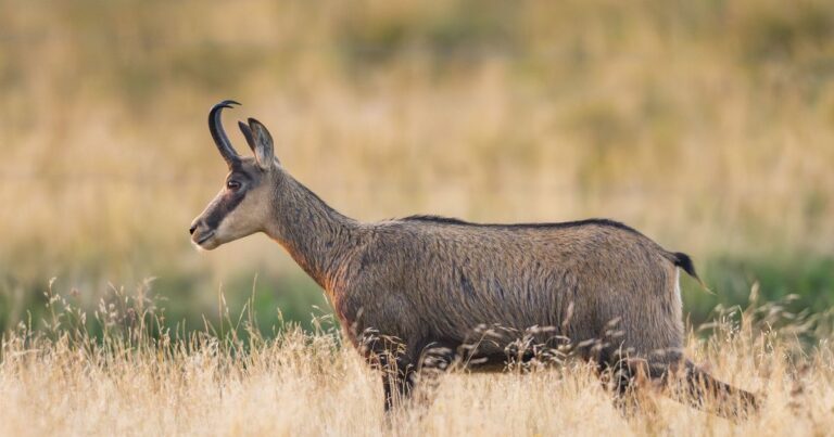 Le chamois, espèce emblématique des Alpes, fait face à une diminution de son habitat naturel.