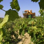 Le réchauffement climatique menace la production de vin rouge en Languedoc.