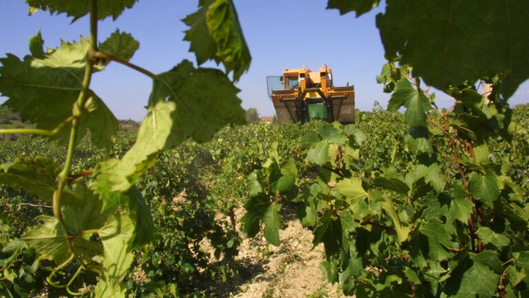 Le réchauffement climatique menace la production de vin rouge en Languedoc.