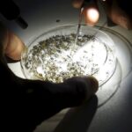 Premier cas de West Nile dans les Pyrénées-Orientales : augmentation des infections chez l’homme