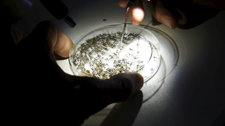 Premier cas de West Nile dans les Pyrénées-Orientales : augmentation des infections chez l’homme