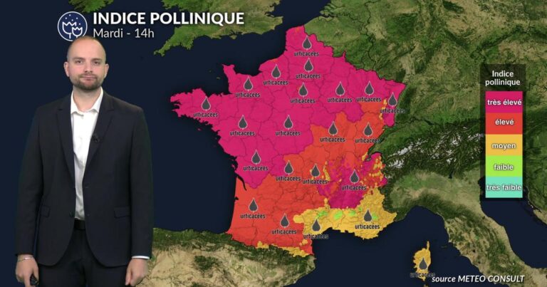 Pollens et allergies : risque élevé pour la santé dans de nombreuses régions du pays.