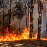 Dangers des feux de forêt : irritations, problèmes respiratoires et risques cardiaques identifiés.